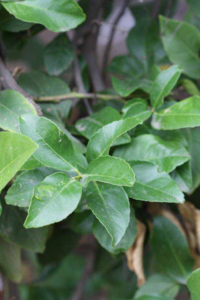               Sun leaves (Cascade, Riverside, CA)   
